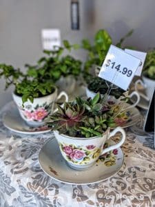 Succulent plants in teacups from Dizzy Daisy in Orange, CA