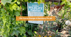 Wildlife Garden in Old Towne Orange