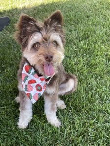 Dog on grass with strawberry bandana