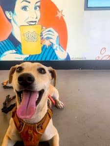 Dog at Philz Coffee in Old Towne Orange